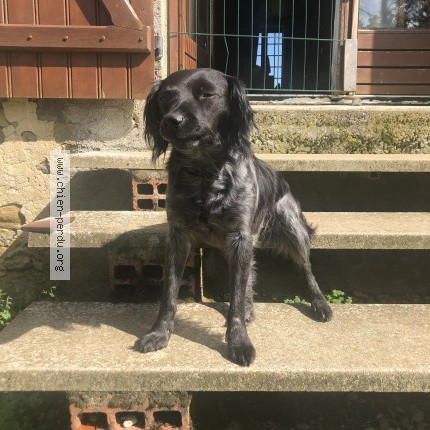 Photo 1/1 Chien retrouvé Perdu à Beugnon