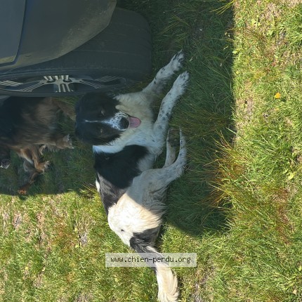Photo 1/1 Chien trouvé Trouvé à Anglard De Salers
