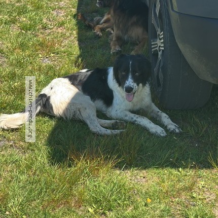 Photo 1/1 Chien trouvé Trouvé à Anglard De Salers