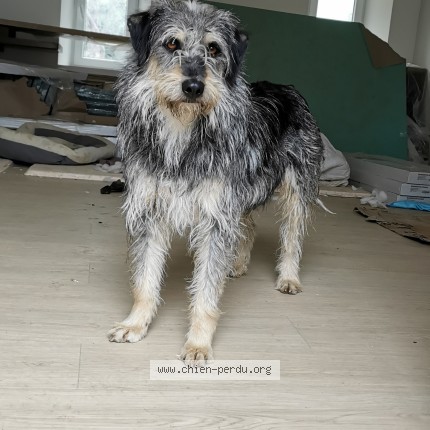 Photo 1/1 Paulie Chien perdu à Caen