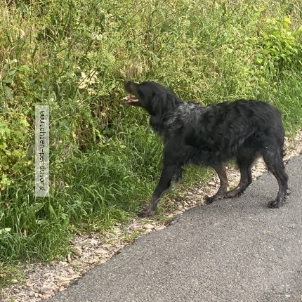 Photo 1/1 Chien trouvé Trouvé à Villy Bocage