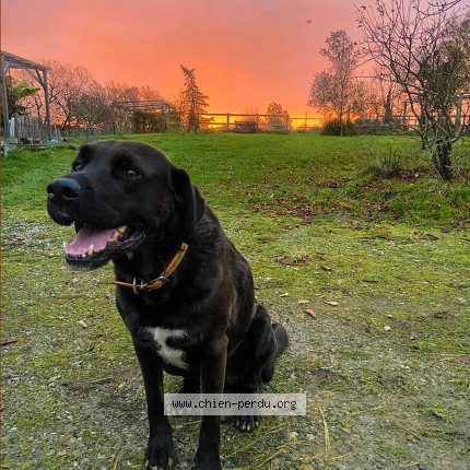 Photo de chien perdu à Castelnau D Angles