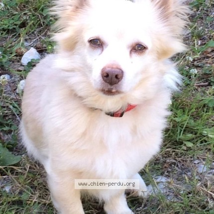 Photo de chien perdu à Monbahus