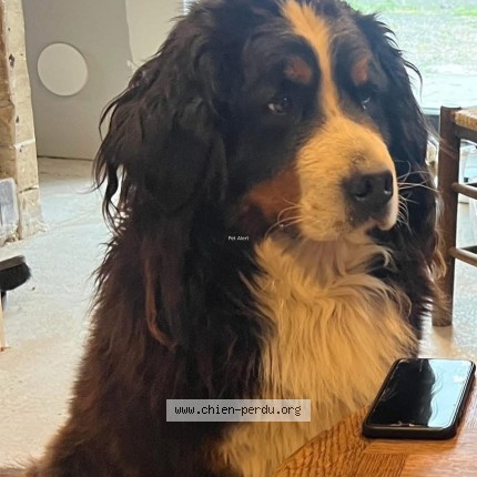 Photo de chien perdu à Buceels