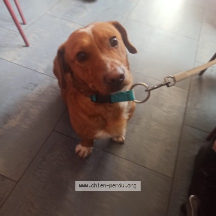 Photo 1/1 Chien retrouvé Perdu à Argenteuil