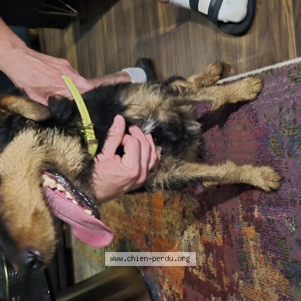 Photo 1/1 Chien retrouvé Trouvé à Mourcourt Belgique