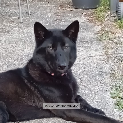 Photo 1/1 Karma Chien perdu à Dreux