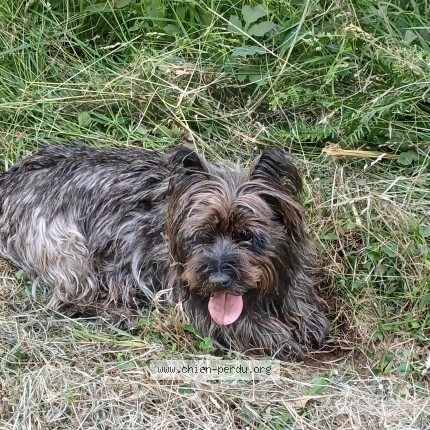 Photo de chien perdu à Plumeliau Bieuzy