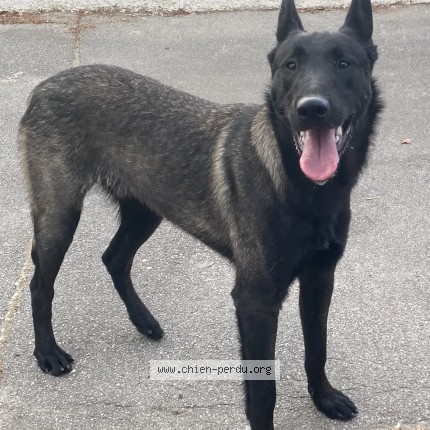 Photo de chien trouvé à Montady