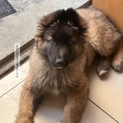 Photo 1/1 Ace Chien perdu à Villiers Le Bel