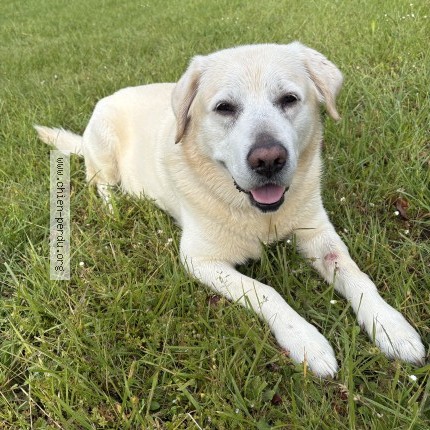 Photo de chien perdu à Ergue Gaberic