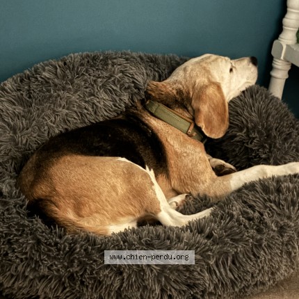 Photo 1/1 beagle Chien perdu à Franqueville Saint Pierre