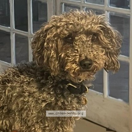 Photo 1/1 Chien retrouvé Perdu à Seissan