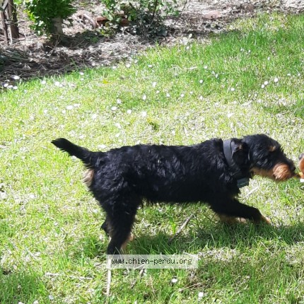 Photo 1/1 Ulisse Chien perdu à Lusignan Petit