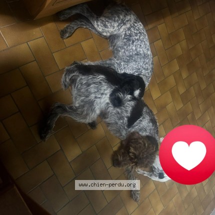 Photo 1/1 salsa Chien perdu à Nurlu