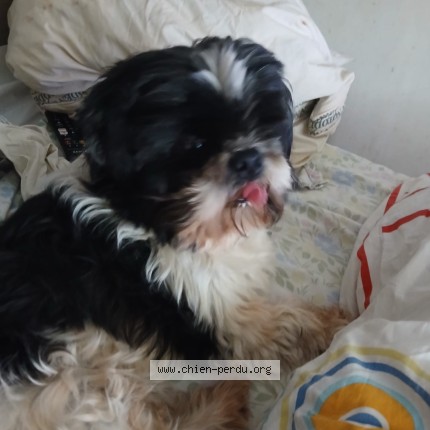 Photo de chien perdu à Brunoy
