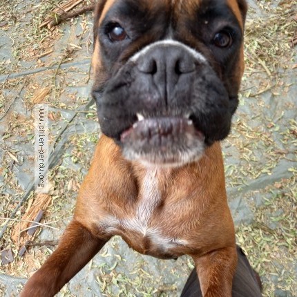 Photo de chien trouvé à Ginai