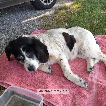 Photo de chien trouvé à Saint Martin De La Brasque