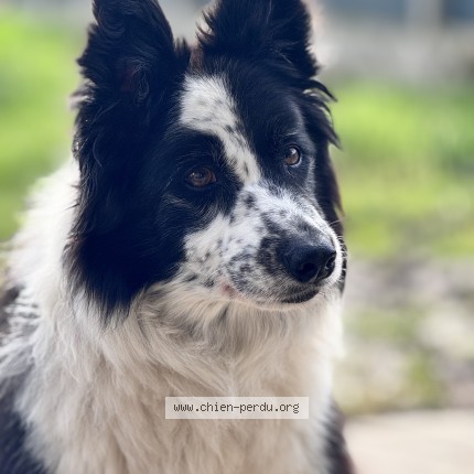 Photo de chien perdu à Clermont Ferrand