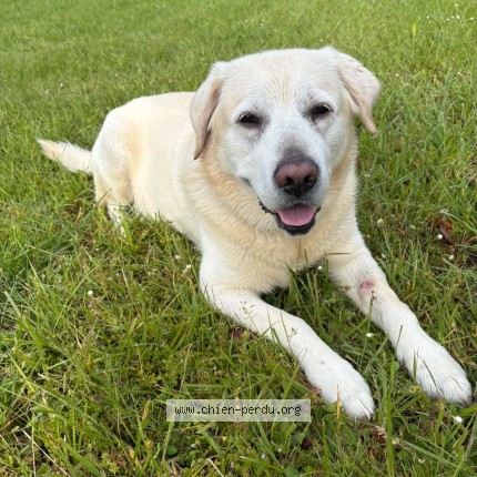Photo de chien perdu à Ergue Gaberic