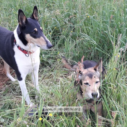 Photo 1/1 Effy Chien perdu à Alluyes