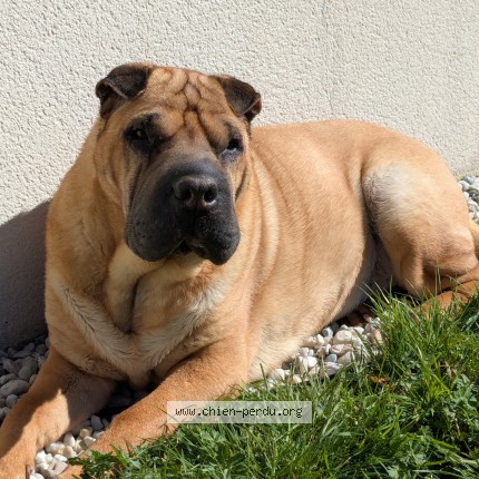 Photo 1/1 Maïtika Chien perdu à Saint Georges De Montaigu
