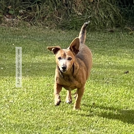 Photo 1/1 Chien trouvé Trouvé à Lannion