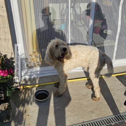 Photo de chien trouvé à La Chapelle Gresignac