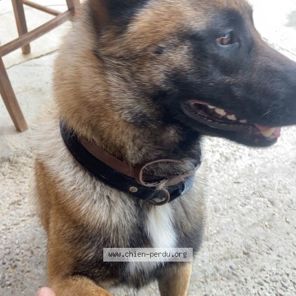 Photo de chien perdu à Genissieux