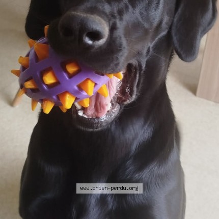 Photo de chien perdu à Savigne Sur Lathan