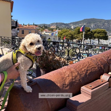Photo 1/1 Chien retrouvé Perdu à Roche La Moliere
