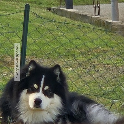 Photo 1/1 totor Chien perdu à Saint Sulpice Sur Leze 31410