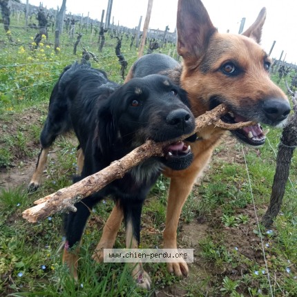 Photo 1/1 caruma Chien perdu à Saint Vincent De Pertignas