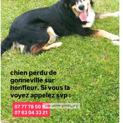 Photo 1/1 saya Chien perdu à Gonneville Sur Honfleur