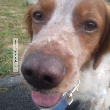 Photo 1/1 Chien trouvé Trouvé à Saint Etienne De Rouvray