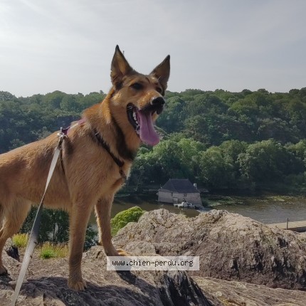 Photo 1/1 Espérance Chien perdu à Pontorson