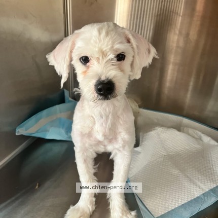 Photo de chien trouvé à Montpellier