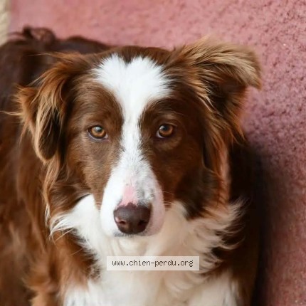 Photo de chien perdu à Bompas