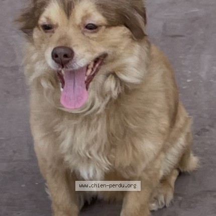 Photo de chien perdu à Cannes