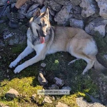 Photo 1/1 Doucette Chien perdu à Alata