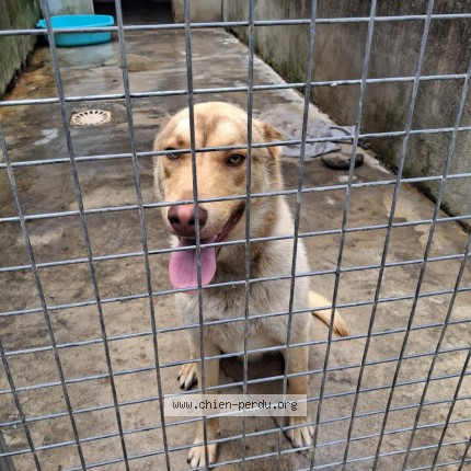 Photo de chien trouvé à Castelsarrasin