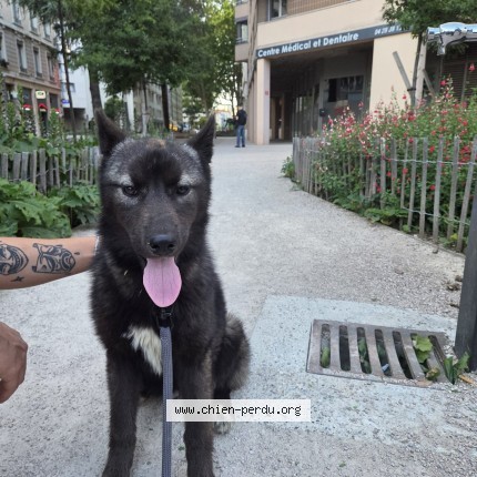 Photo 2/2 Akira Chien perdu à Lyon