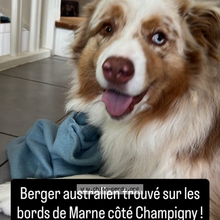 Photo 1/1 Chien trouvé Trouvé à Champigny Sur Marne