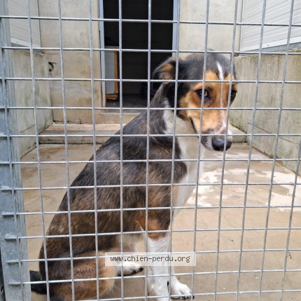 Photo de chien trouvé à Castelsarrasin