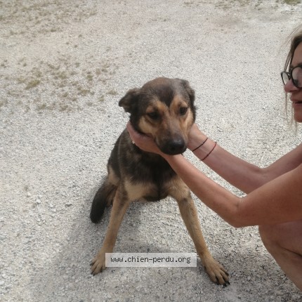 Photo de chien trouvé à Marcillac Lanville