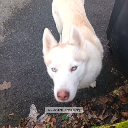 Photo 1/1 zieda Chien perdu à Velines