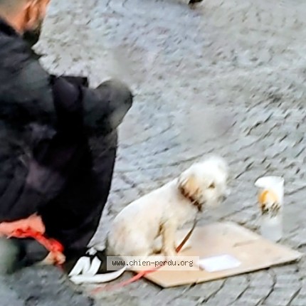 Photo 1/1 Chien trouvé Trouvé à Paris