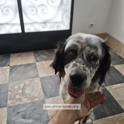 Photo 1/1 Chien retrouvé Trouvé à Toulouse