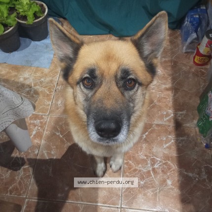 Photo 1/1 sultan Chien perdu à Boisjean