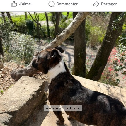 Photo 1/1 tina Chien perdu à Mirabeau